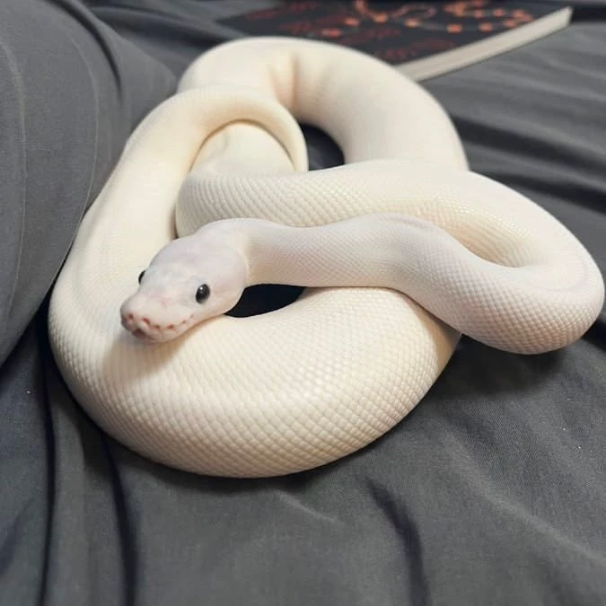 Jake/ snake pregnancy thumbnail