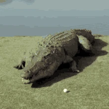 Exploding Crocodiles thumbnail