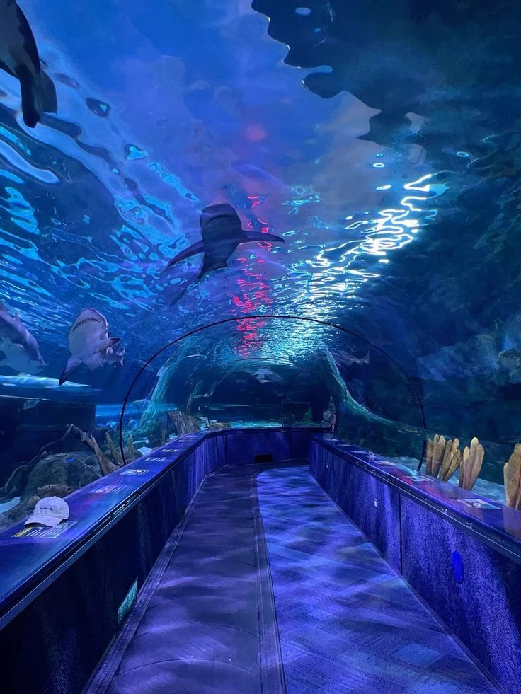 Aquarium - Soul-trapped animals thumbnail