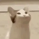 Panchito