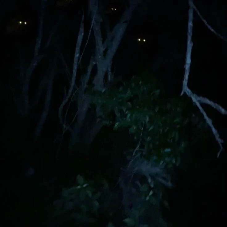 Lord of the Forest thumbnail
