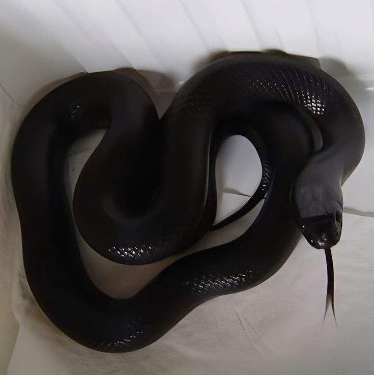 Black snake Coal thumbnail