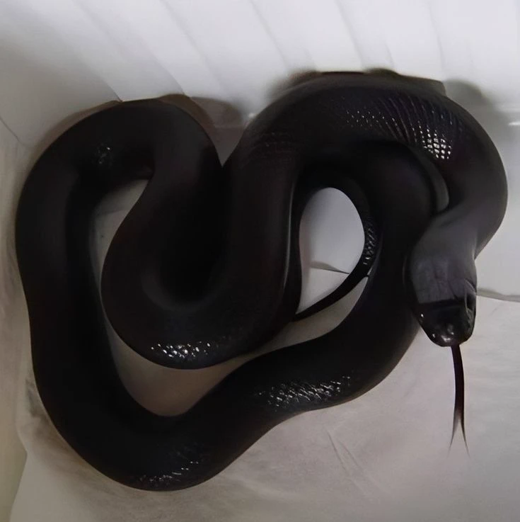 Black snake Coal thumbnail