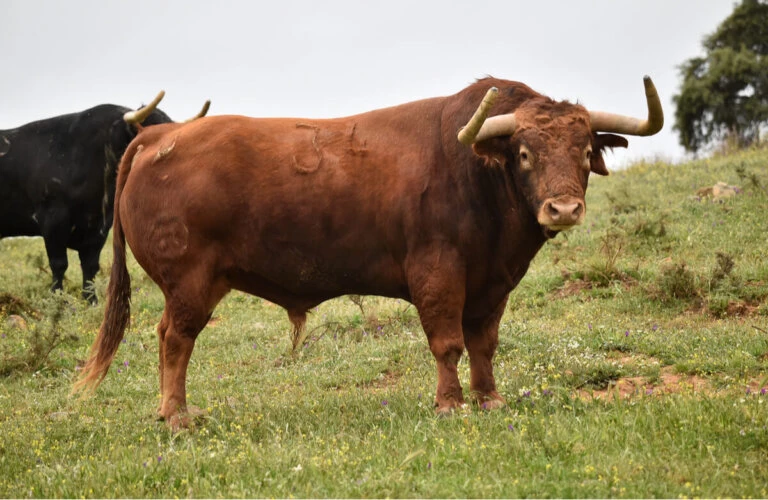 Bull thumbnail