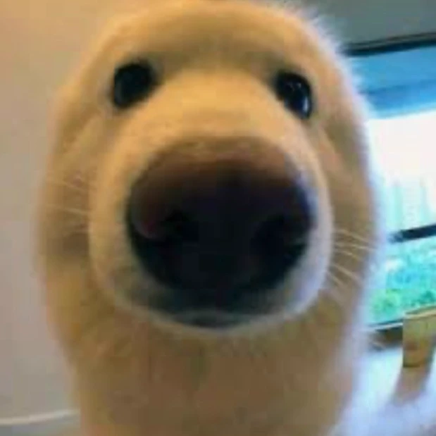 Dylan thumbnail
