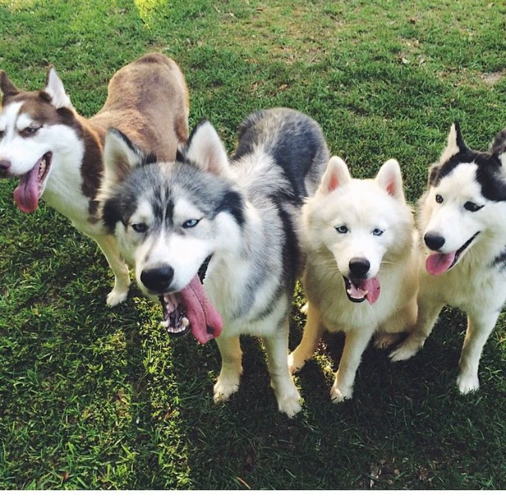 huskys thumbnail