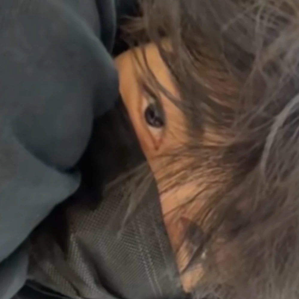 Louis thumbnail