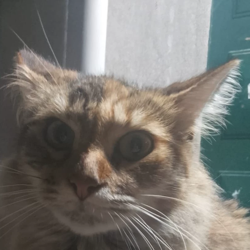 Samara