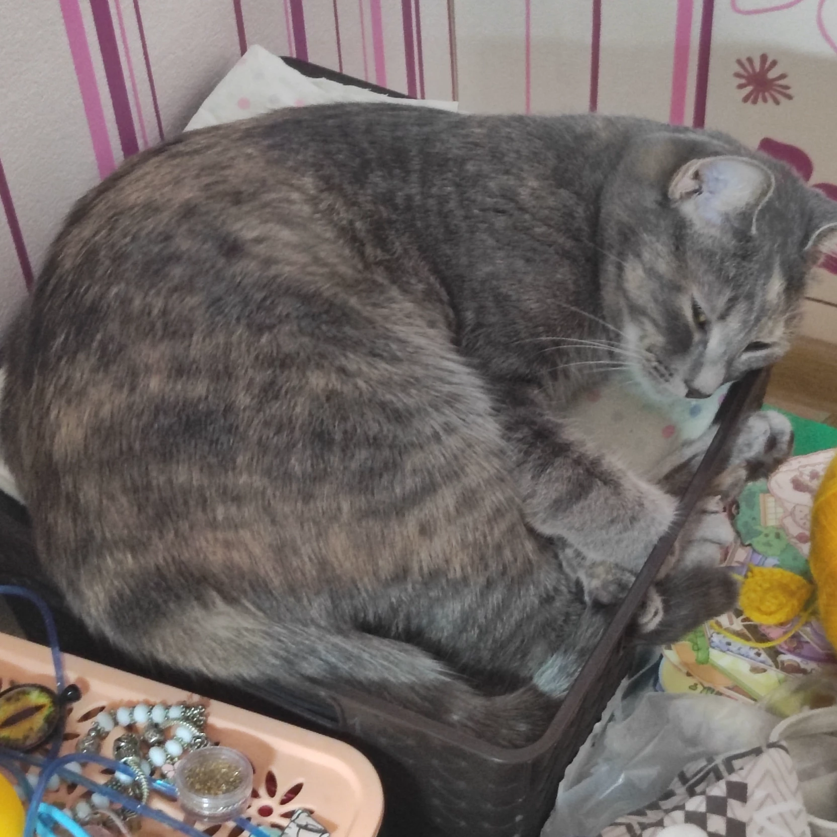 Дарина 