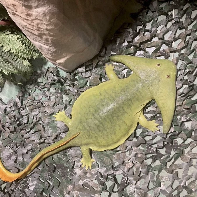 Sam
