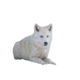 wolf pup thumbnail