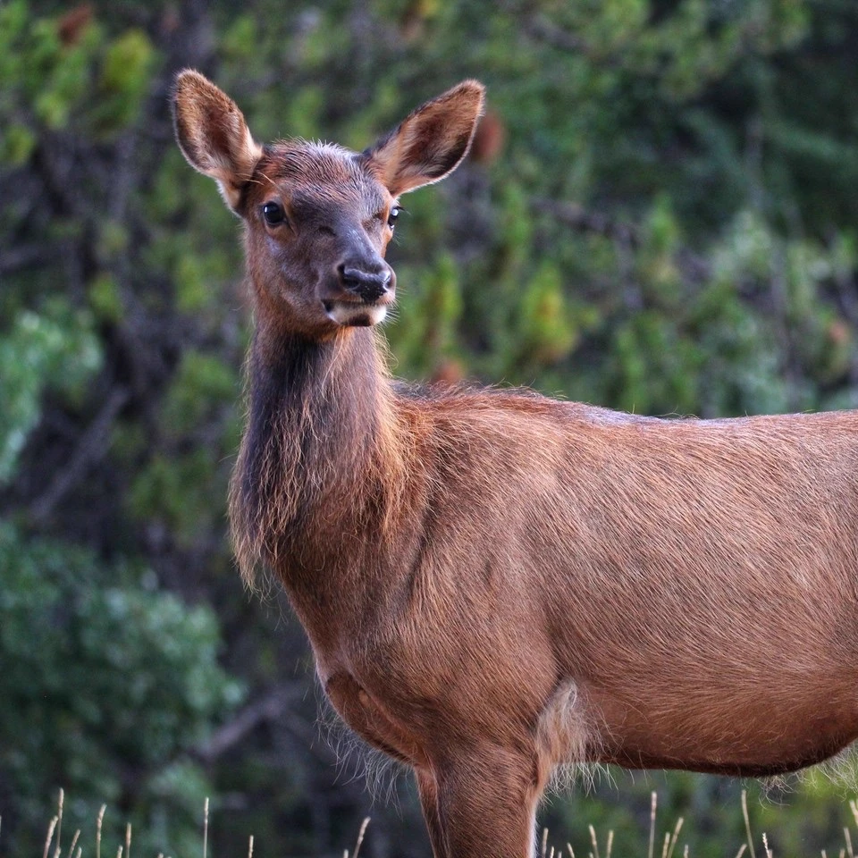 Belle the Elk thumbnail