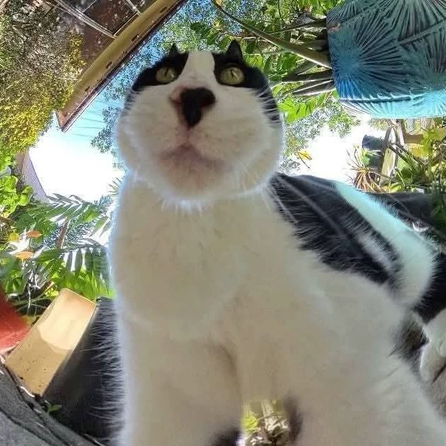 Albert