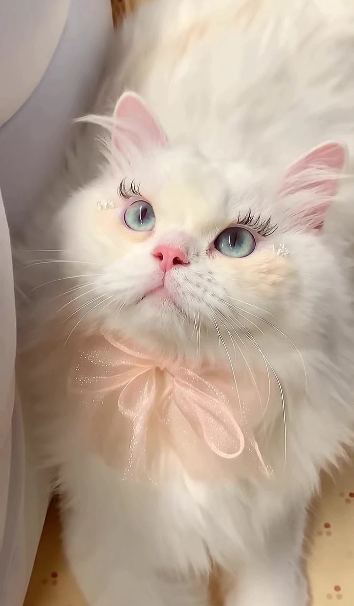 kitten thumbnail