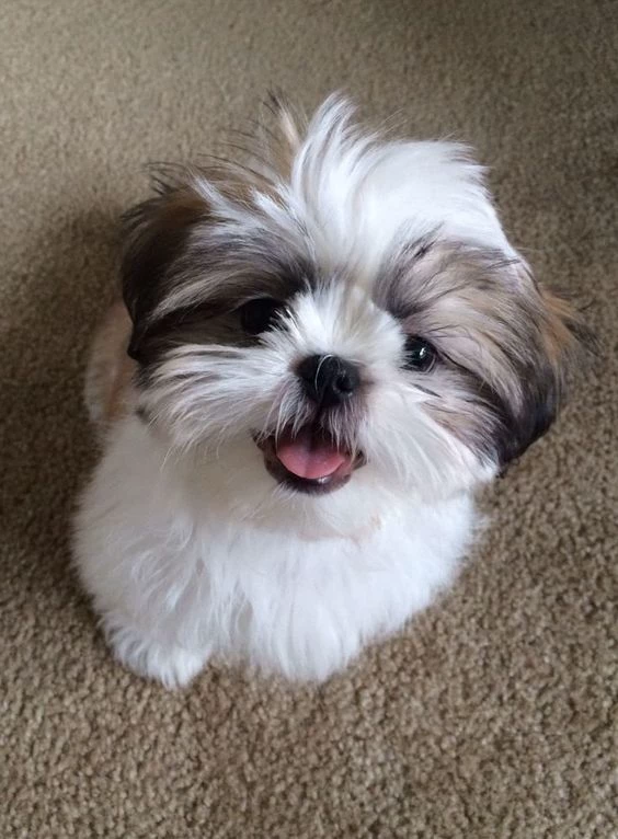 Puppy thumbnail