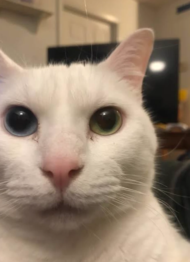 The cat has looked at you. thumbnail