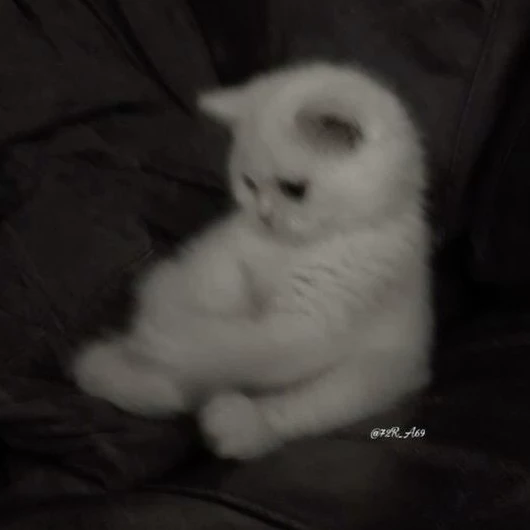 Shipi shapa Kitty ฅ⁠^⁠•⁠ﻌ⁠•⁠^⁠ฅ