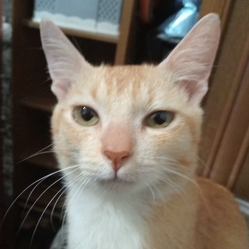 Elskibidi