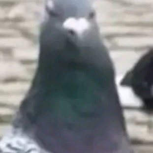 Y/n