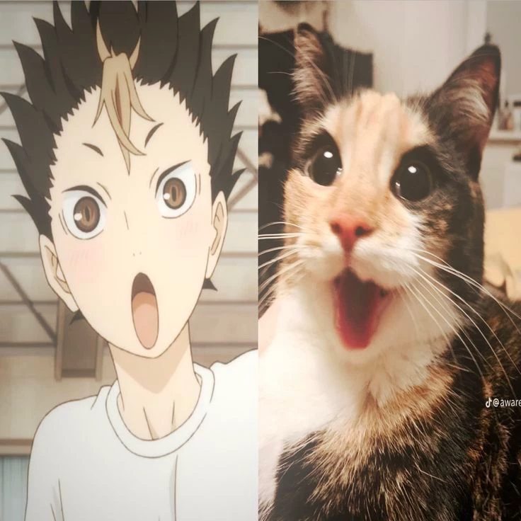 Nishinoya thumbnail