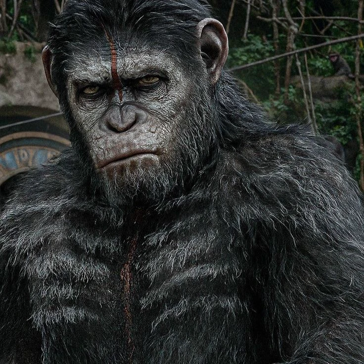 Caesar (the planet of the apes) thumbnail