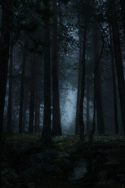 Forest. thumbnail