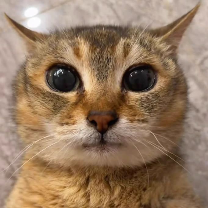 Mei Mei 🥺 thumbnail