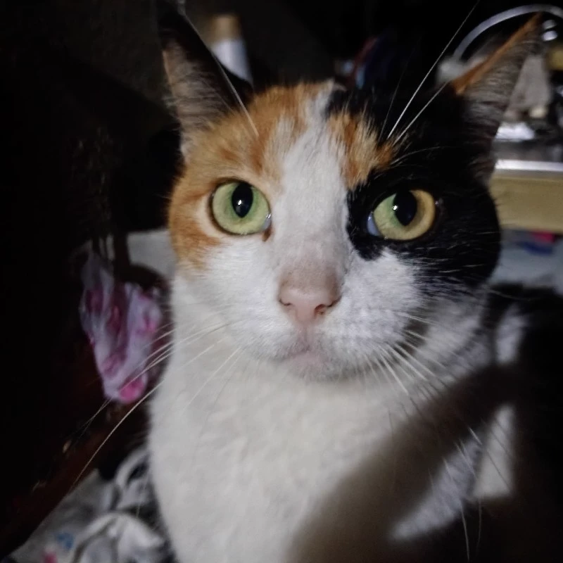 Luna