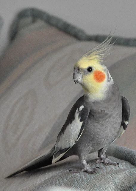 Cockatiel thumbnail