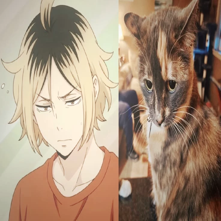 Kenma Kozume 🍮 thumbnail