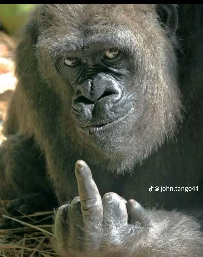 monkey thumbnail