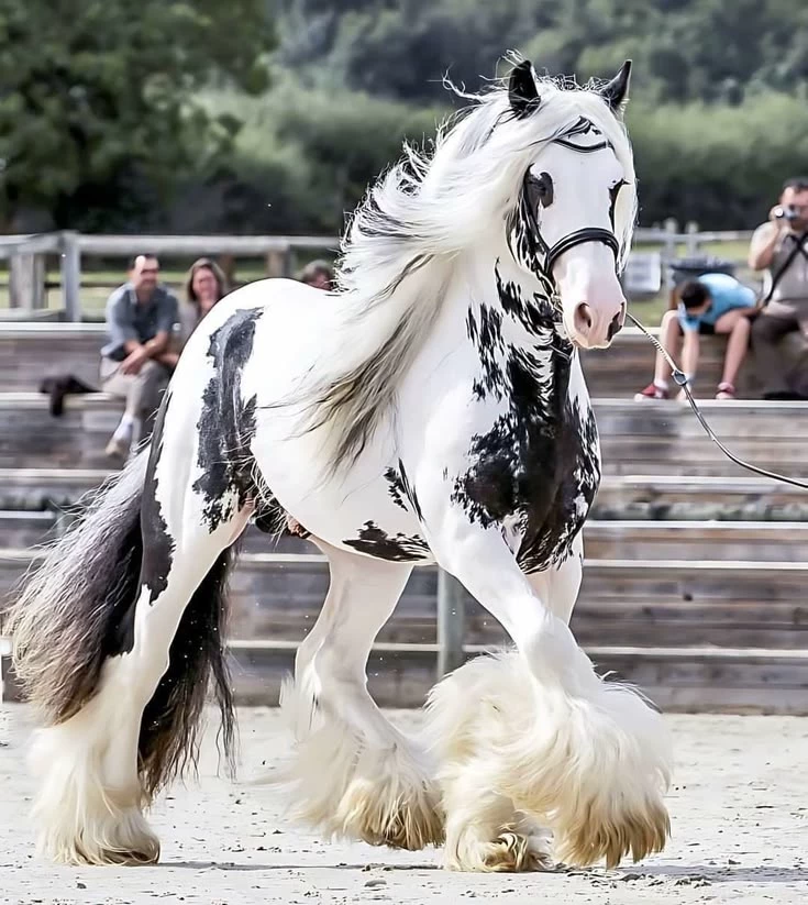 Horse breeding _Pick name_ thumbnail