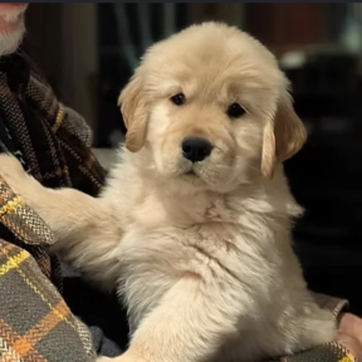 Puppy  thumbnail