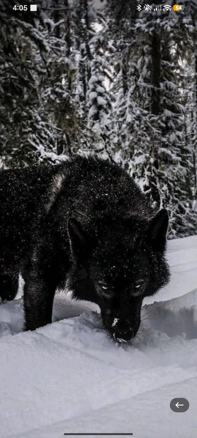 the season of wolves thumbnail