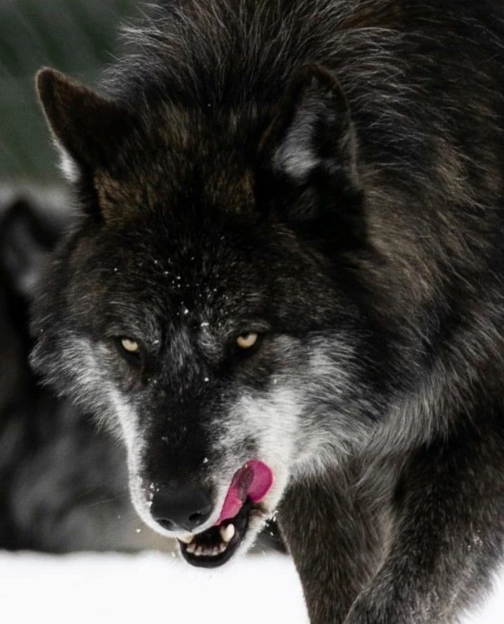 Caius -— wolf thumbnail