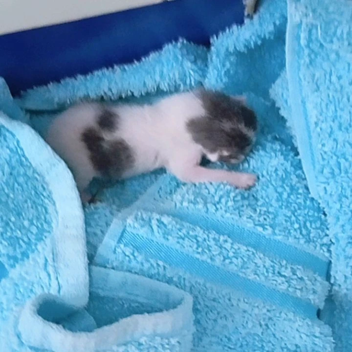 Meowko(female cat) thumbnail