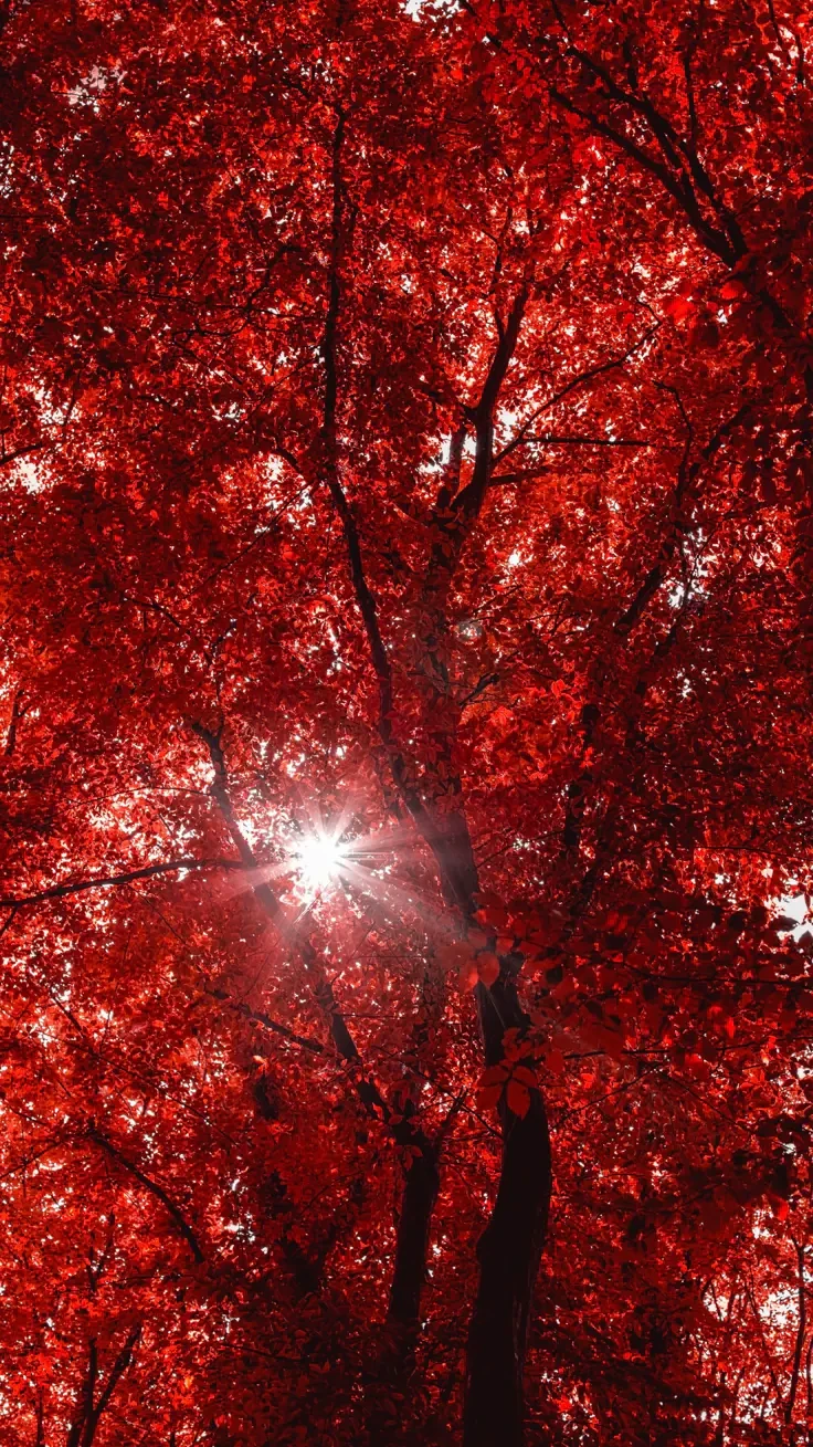 bott🍁 thumbnail