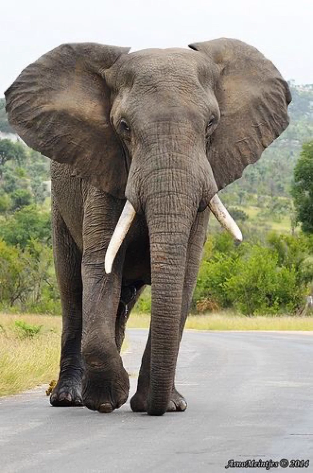 Huge elephant  thumbnail