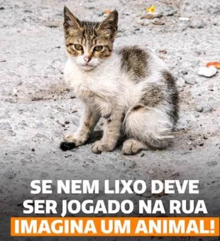 Street cat thumbnail