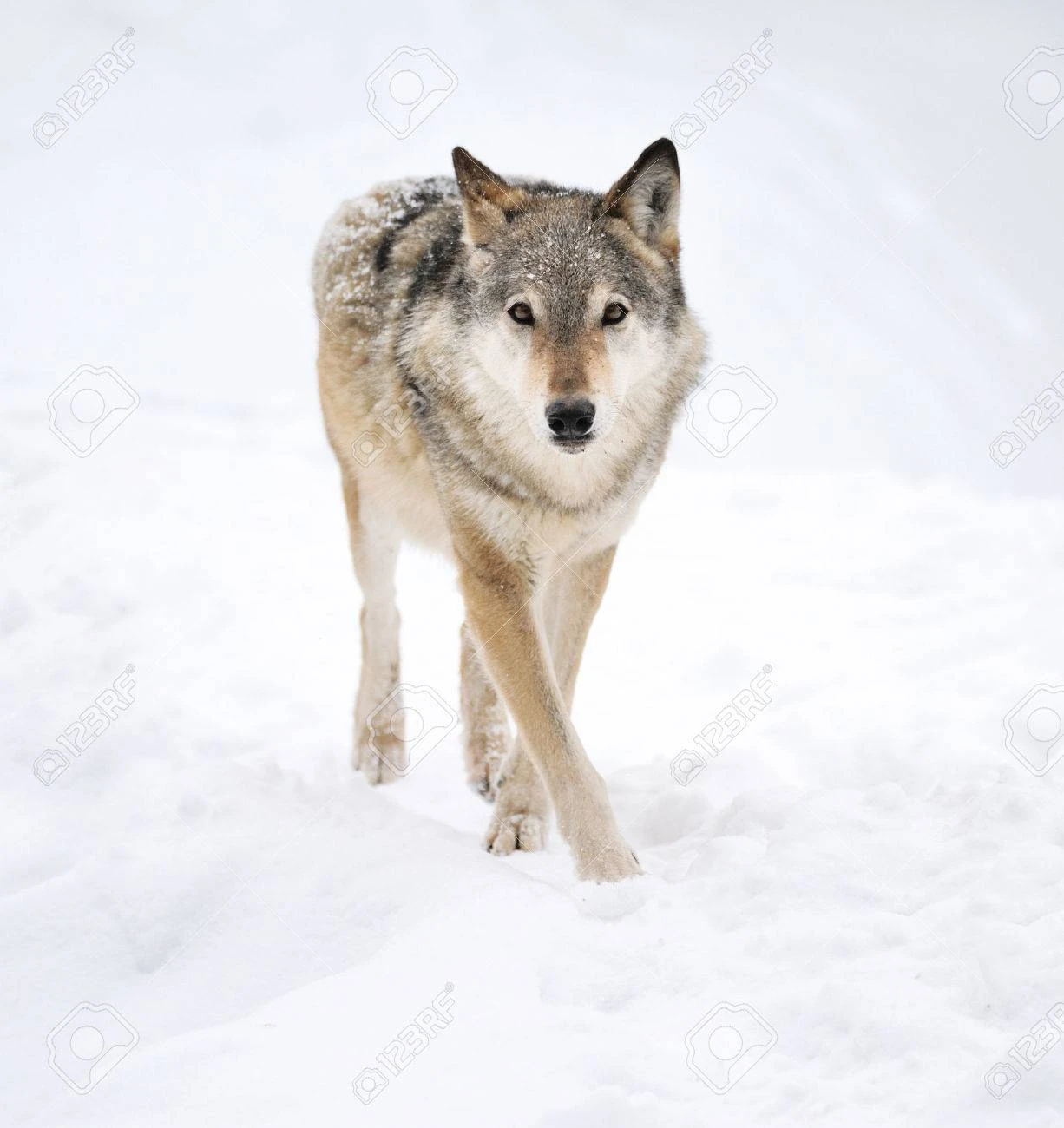 Grace the wildest she-wolf that exists in European forests does thumbnail