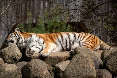 Tiger Siberia (Igor) thumbnail