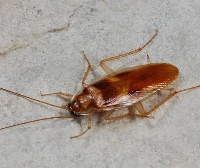 Cockroach (Democratic Congo) thumbnail