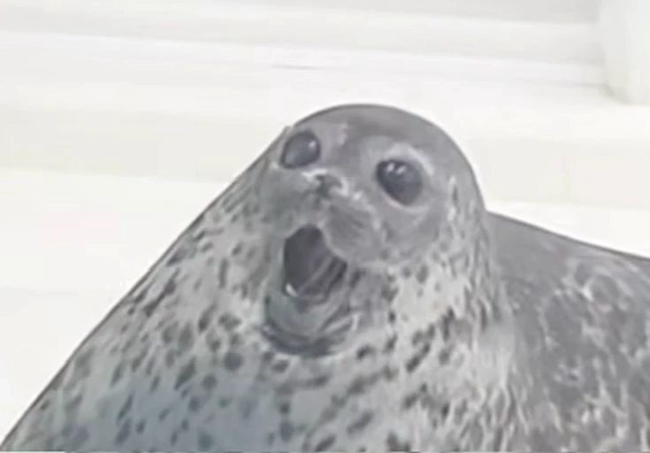 seal thumbnail