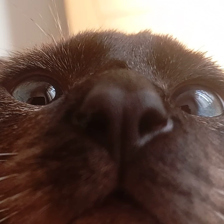 Lara