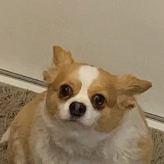 Amy