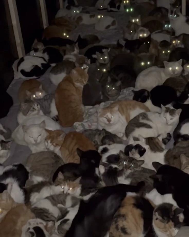 Cats thumbnail