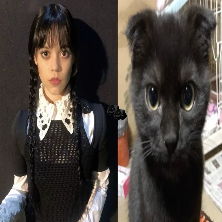 Wednesday Addams (WLW) thumbnail