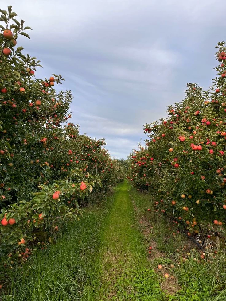 Apple Orchard thumbnail