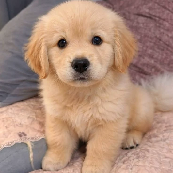 puppy thumbnail