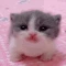 Cat thumbnail